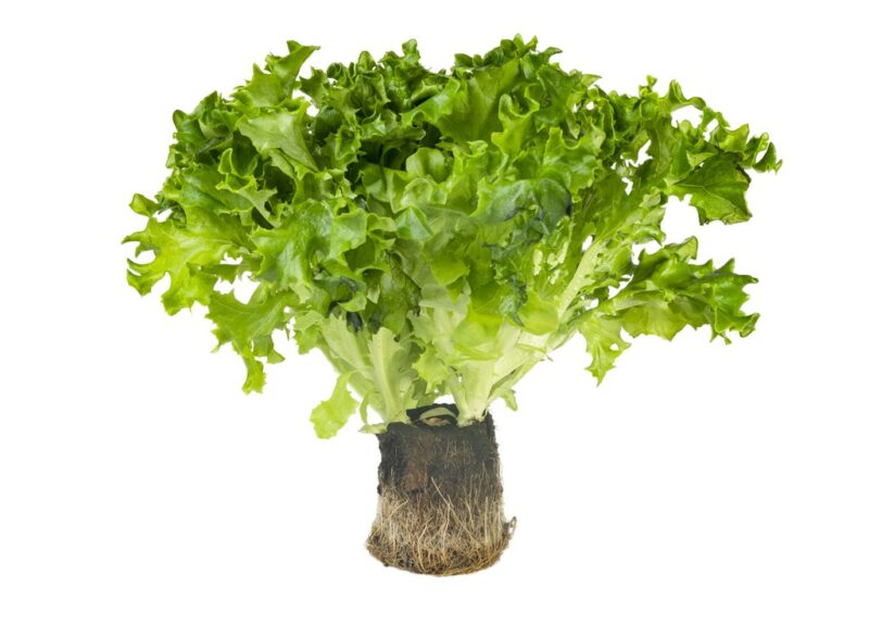 Järvikylä_jääsalaatti_ilman ruukkua