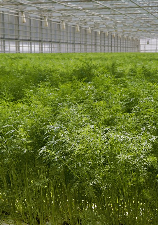 Tillimeri kasvihuoneessa