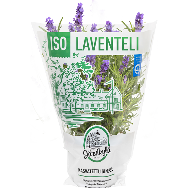 Iso Laventeli