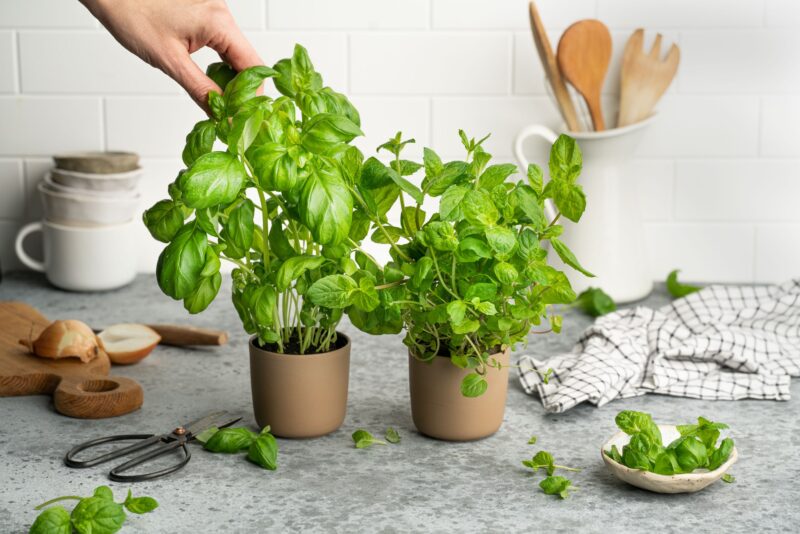 Yrttien kasvatus sisällä